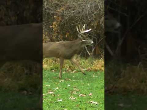 CRAZY tough BUCK! 🤯 Antler tine stuck after fighting | #deerhunting #bowhunting #hunting