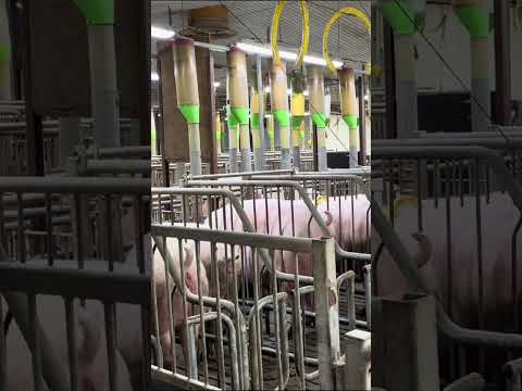 Pig Farming The Key to Success #FarmSuccess #PigsFarm