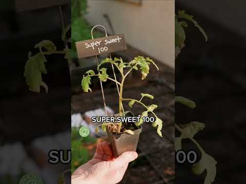 Plant Tomatoes Now!