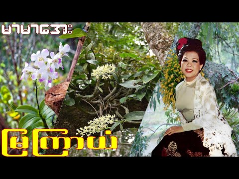 မြကြာယံ - မာမာအေး - Mar Mar Aye (1992) - Audio Song