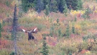 960 yard 338 Lapua Alaskan moose down