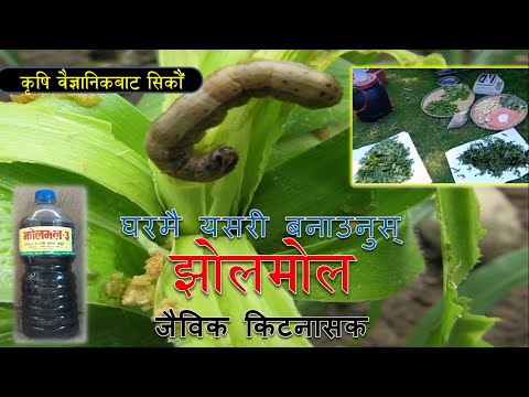 झोलमोल बनाउने तरिका | मकैको फौजी किरा मार्न झोलमोल हालौँ | Botanical pesticide | Procedure in Video