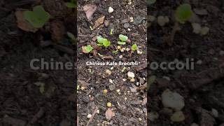 🥦Growing Chinese Broccoli Kale (Chai Lan) 🥬 | OCDish Chick #fallplanting #backyardgarden #zone7a