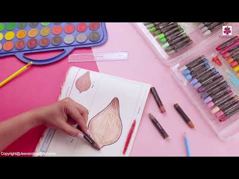 Coconut | Step by Step Drawing Book 1 | Periwinkle