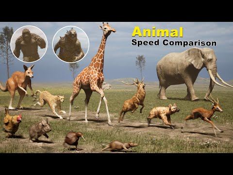 Animal Speed Comparison Part 2 | Fastest Animal ,Birds on Land | Godzilla and Kong Speed