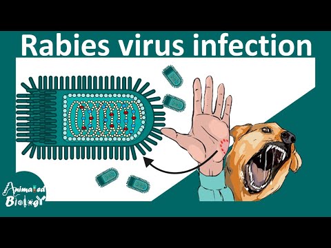 Rabies Virus | Hydrophobia  and Rabies virus | viral replication, symptoms and diagnosis of Rabies.