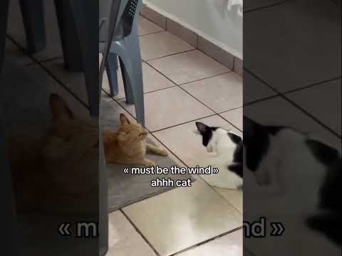 #catvideos #funnyanimals #funnycats #cats