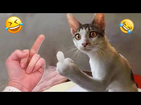 You Laugh You Lose 😂 Funniest Cats and Dogs 😻🐶 Part 9