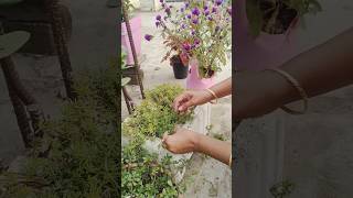 Portulaca winter season care #plants #terracegarde #terracegardning #shortvideo