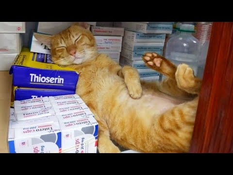 Cats choose the weirdest places to sleep 😹 Funny Cats Videos