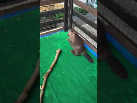 Beaver walking around