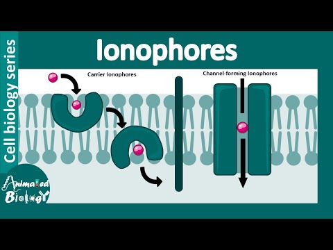 Ionophores | Carrier Ionophores | Channel-forming Ionophores | Biological significance of ionophores