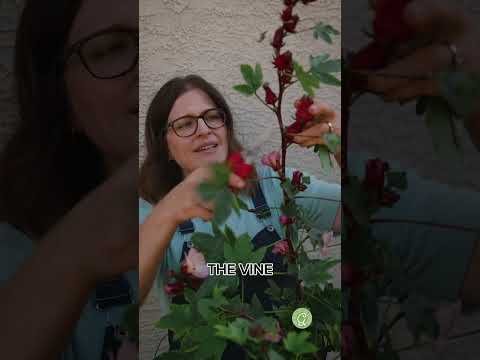 When to Harvest Roselle Hibiscus