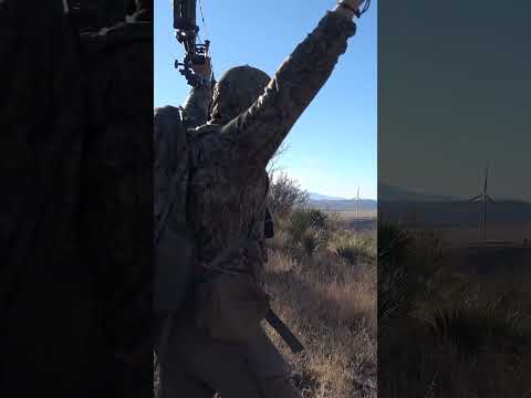 PERFECT BOW SHOT on a coues whitetail buck!