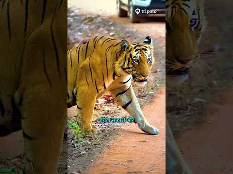 Luxury Stay Near Tadoba Jungle 🌿 | The Spotted Owlet Farm House 🦉 #Shorts