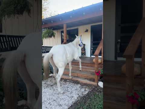 There’s a horse on our porch! #countrylife  #farmandranch #ranch #farmhouse #horse #horsesaremylife