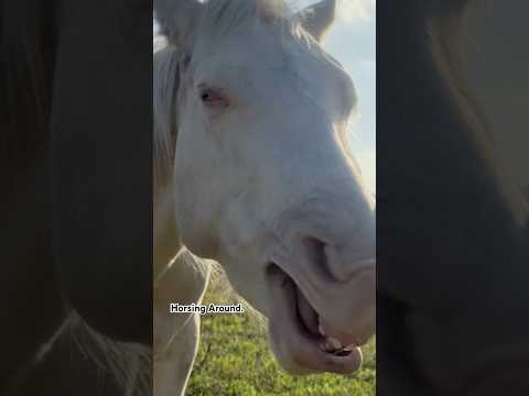 Tired of these games. #ranch #farmandranch #farms #horseshow #horsefan #horsefunny #farmshorts