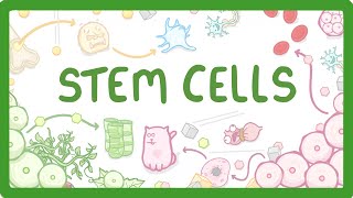 GCSE Biology - What are Stem Cells? Difference Between Embryonic and Adult Stem Cells