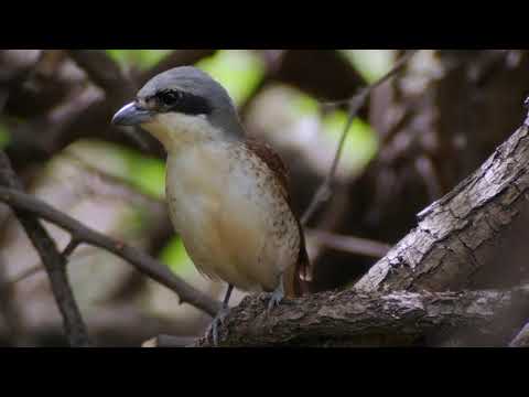 Tiger Shrike (Lanius tigrinus)