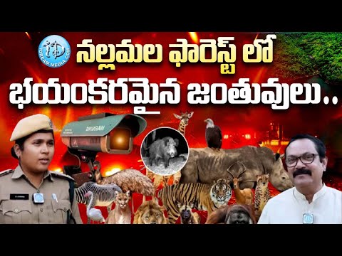 Amrabad Tiger Reserve | Nallamala | : రాత్రులు జంతువులు ఏం చేస్తాయో తెలిస్తే షాక్ అవుతారు | iDream