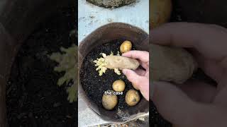 The best way to grow potatoes - grow bags #containergardening #growpotatoes #potatoes #urbangarden