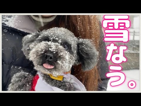 【癒し動画】お散歩行くよ！の後の反応が可愛すぎる愛犬。雪でお家に帰れまテン説