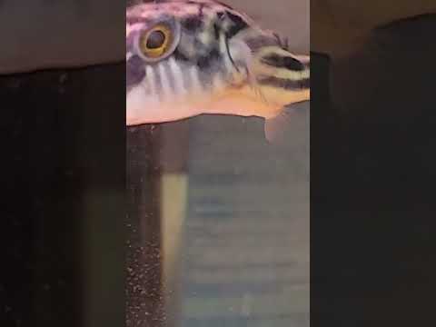 Kenneth the puffer fish fahaka puffer waiting for snails 🐌 please sub and like appreciated