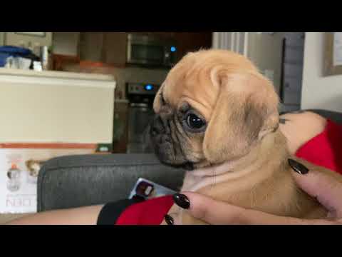 Welcome the new baby: Ben Solo! (puggle puppy compilation)