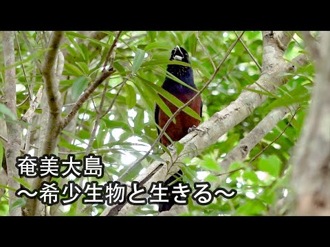 奄美大島 〜希少生物と生きる〜