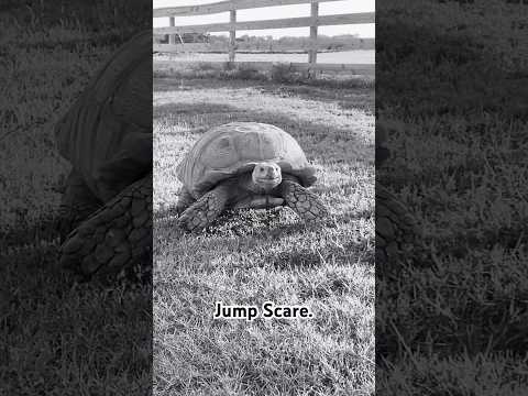 He curses us when we don’t bring watermelon. #barnyard #tortoise #ranch #countryliving #barnlife