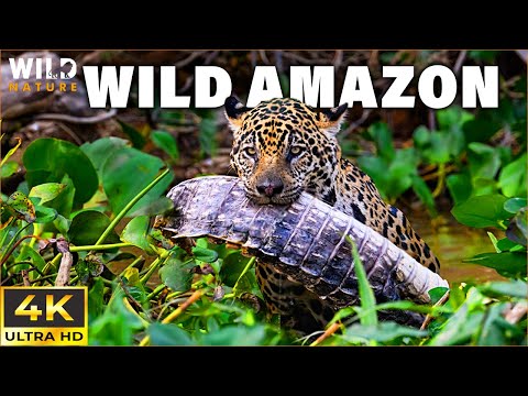 WILD AMAZON | Secrets of the Apex Predators | 4K Animal Documentary