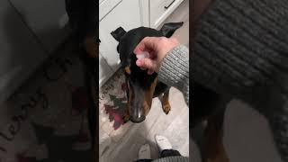 Daily puppy training #puppytraining #funnydoberman #funnydog #dogs #doberman #holidaysonshorts