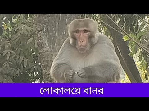 লোকালয়ে বানর Monkeys in the locality | Bangladesh | India #trishalbarta #youtubesearch #monkey