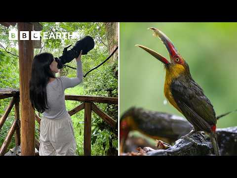 Photographing Rare and Elusive Birds in Brazil | Framed In Nature | BBC Earth