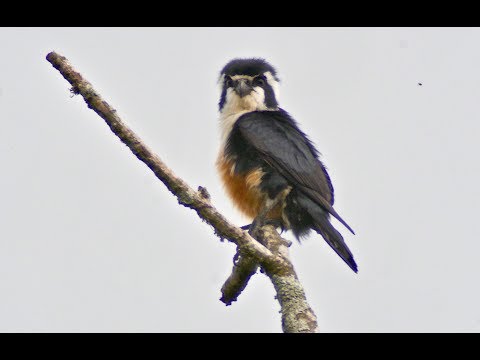 Black-thighed Falconet (Microhierax fringillarius)