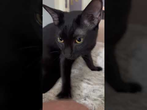 Is this the loudest kitten motor in the world?