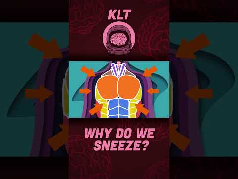 Muscles Tighten So You Can Sneeze! | Human Body Songs For Kids | KLT Anatomy #shorts