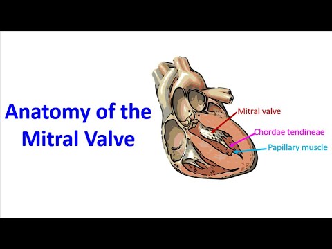 Anatomy of the Mitral Valve