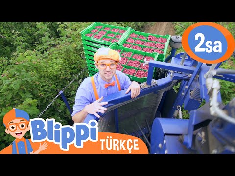 Blippi Bir Ahududu Fabrikası Keşfediyor 🍇 | Blippi Türkçe - Çocuklar için Eğitici Videolar