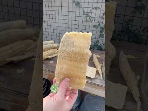 DIY Loofah Scrubbers