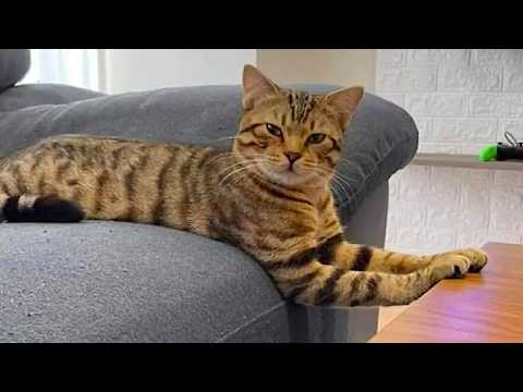 Silly and Funny Cats 2024 😹Funny Cat Videos − Funny Cats