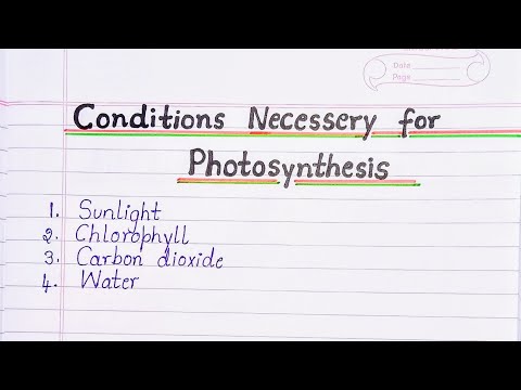 Conditions Necessary for Photosynthesis