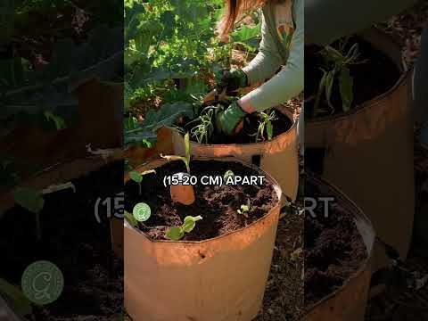 Planting Ginger & Turmeric in Grow Bags with Ollas