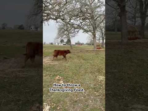 Barnyard Style. #thanksgivingfeast #cattle #newholland #cowvideo #cowcows #barnyard #ranch #barnlife