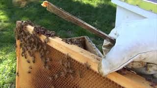 Hive Inspection and Oxalic acid treatment Oct 2022