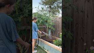 more fall planting🌱 #garden #backyardgardening #gardening #gardeningideas #raisedbedgardening #diy