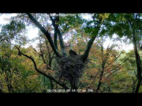 10/24/2024 Beautiful Fall Day at the Bald Eagle's Nest