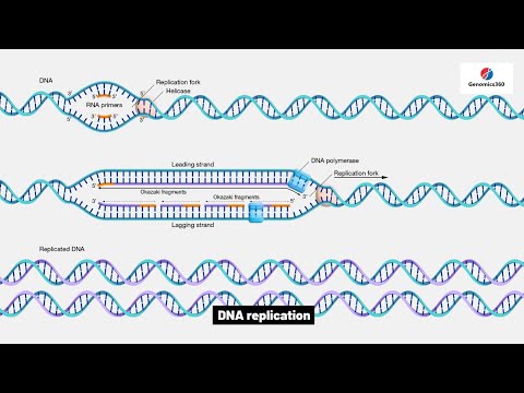 DNA replication