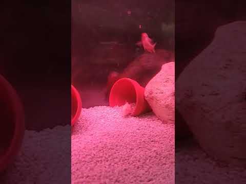 giant apple snails dropped there eggs in the water severum and rock kribensis happy update tomorrow