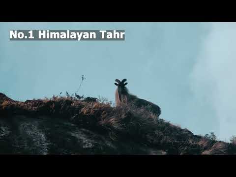 Nepal Wildlife | Everest Base Camp Trek | Himalayan Tahr / Musk Deers / Himalayan Monal